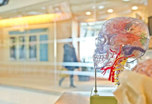 Пластикова модель мозку в приймальні лікарні. | © Unsplash