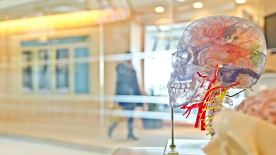 Пластикова модель мозку в приймальні лікарні. | © Unsplash